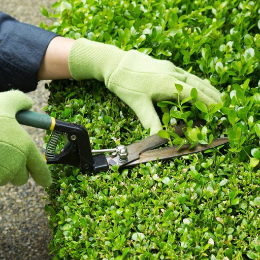 Manutenção de Jardim